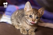 Danger és un gat en adopció a Santa Coloma de Gramenet - Barcelona