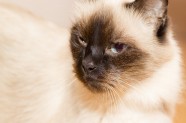 Dita és una gata en adopció a Santa Coloma de Gramenet