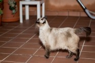 Dita es una gata en adopción en Santa Coloma de Gramenet