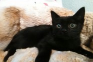 gatito negro rescatado de un parking